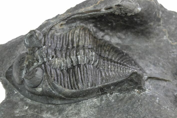 Detailed Zlichovaspis Trilobite - Excellent Preparation #216588